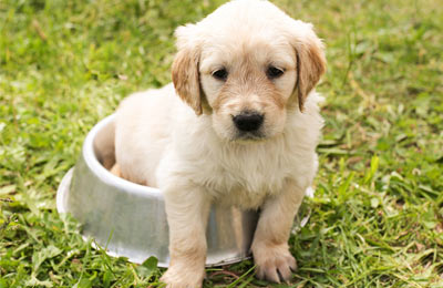 Cachorro filhote sentado em uma bacia de água vazia