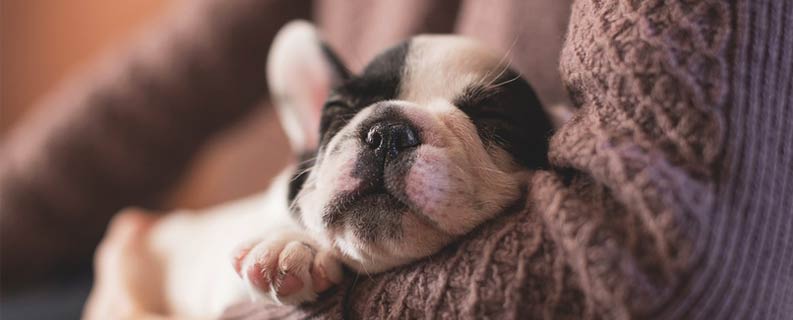 site para veterinária